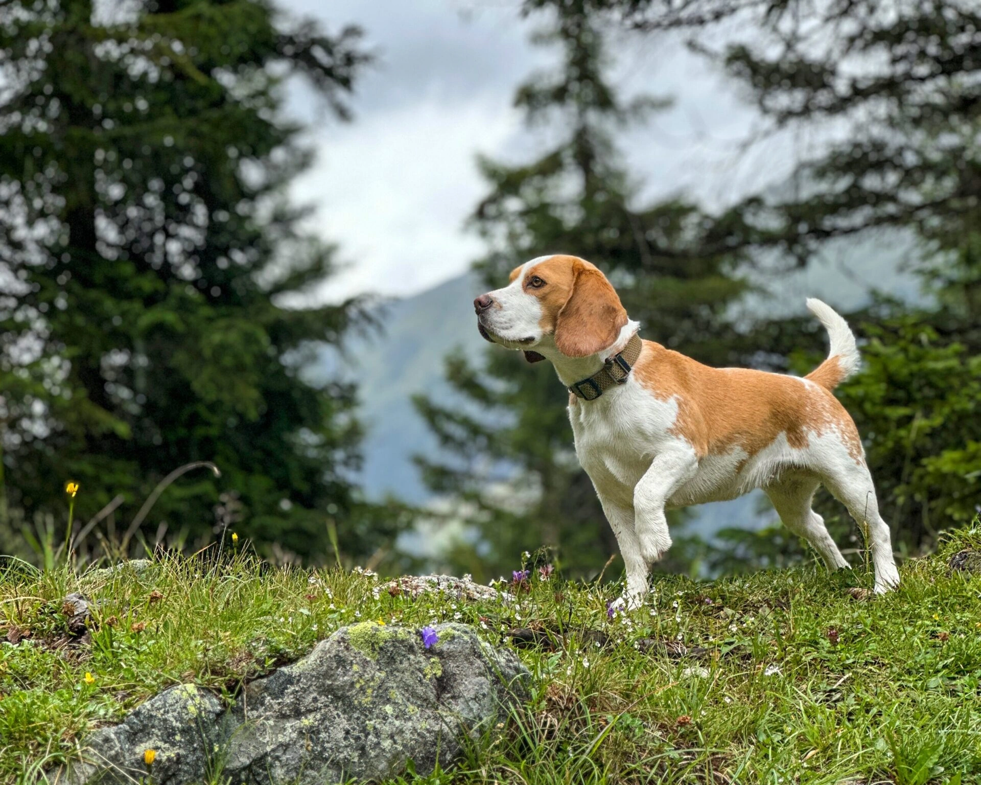 Dog standing on a mountain meadow above Davos among larch trees