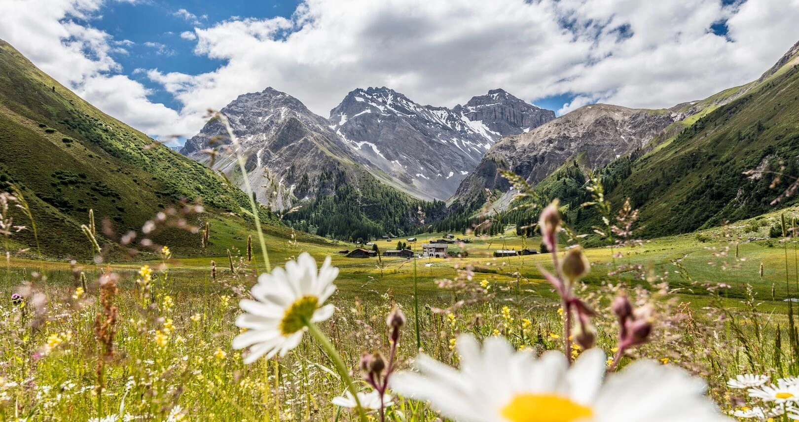 Blühende Bergwiese mit Margeriten und Blick auf die Berge bei Davos im Sommer