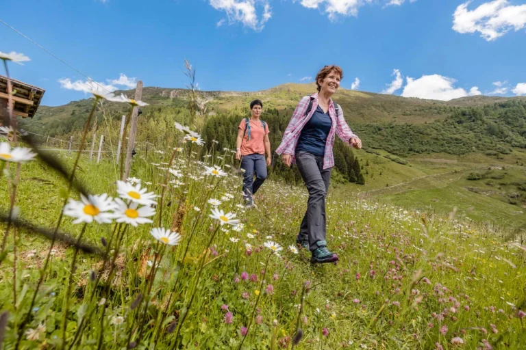 Two hikers on a meadow path among daisies