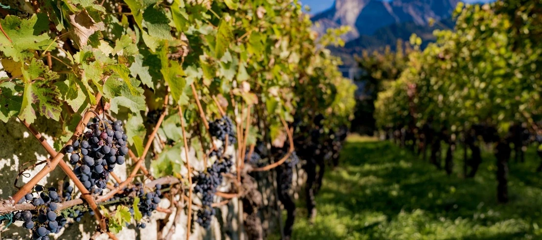 Ripe blue grapes in the vineyard in front of the mountains